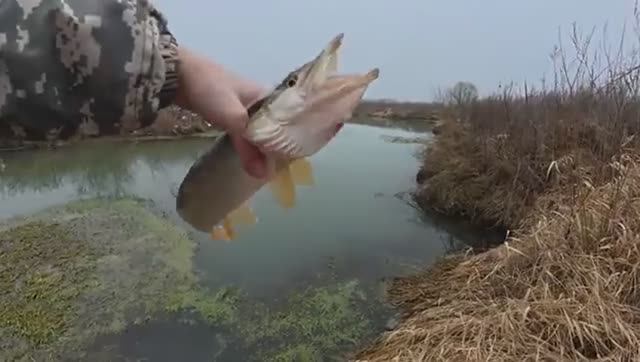 ЖОР ПЕРЕД НЕРЕСТОМ! ТАСКАЮ ЩУК ОДНУ ЗА ДРУГОЙ! Рыбалка на спиннинг.