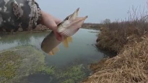 ЖОР ПЕРЕД НЕРЕСТОМ! ТАСКАЮ ЩУК ОДНУ ЗА ДРУГОЙ! Рыбалка на спиннинг.