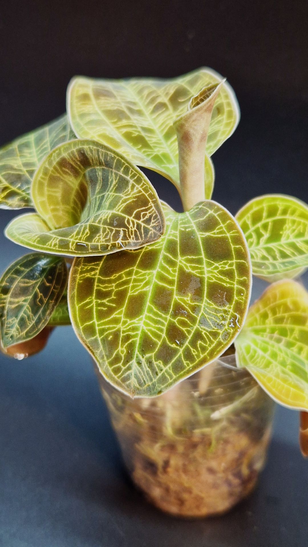 Макодес петола. Драгоценная орхидея. #Macodes_petola смотреть онлайн