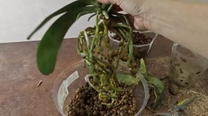 12-01-2026..пересадка Орхидеи  из керамзита в кору.