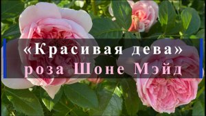 «Красивая дева» роза Шоне Мэйд