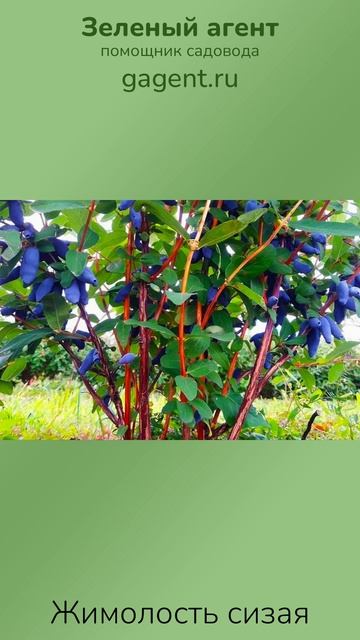 Жимолость сизая — Зеленый Агент
