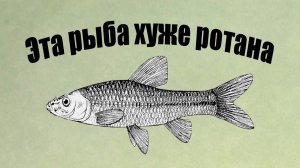 «ОТ ЭТОЙ РЫБЫ ОДНА БЕДА!»  ГЛАВНЫЙ ВРЕДИТЕЛЬ наших ВОДОЕМОВ, и это НЕ РОТАН