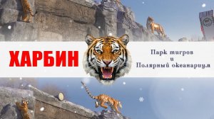 Зимние каникулы в Харбине (哈尔滨) .  ПАРК ТИГРОВ и ПОЛЯРНЫЙ ОКЕАНАРИУМ.