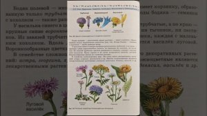 Биология 7 класс В.В. Пасечник §13. Класс Двудольные. Семейства Паслёновые, Мотыльковые(Бобовые) и