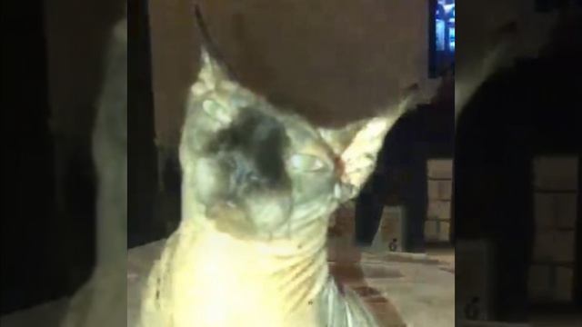 Кот ГТА смотреть онлайн