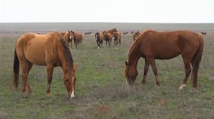 Репортаж из уникального заповедника в Ростовской области, где обитают донские мустанги