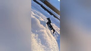 зимний фотосет фигурки лошадей шляйх