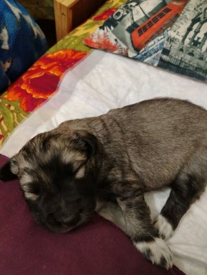 игрульки с собачкой Адой