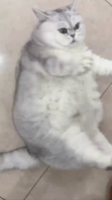 Атака на пузищекотики