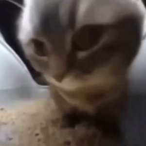 чипи чипи чапа чапа руби руби раба раба