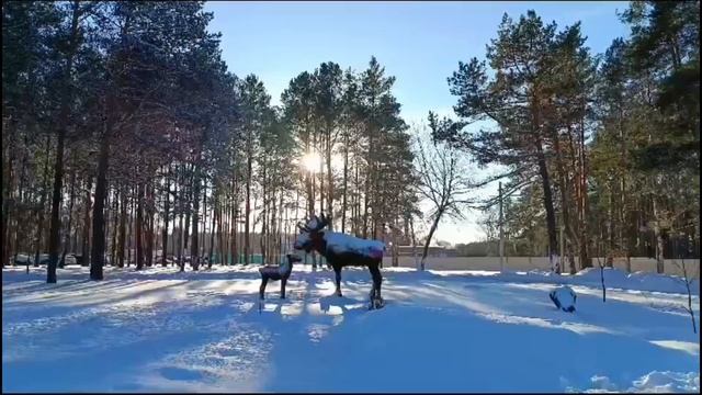Лоси на белом снегу Беларуси. ( песню исполняют Р. Газманов и А. Шиловская) смотреть онлайн