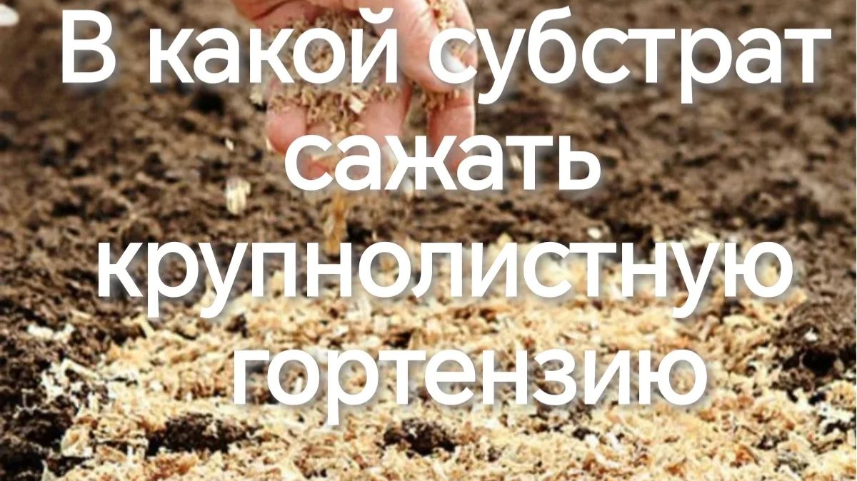 В какой субстрат сажать крупнолистную гортензию? Золотые правила качества грунта. смотреть онлайн