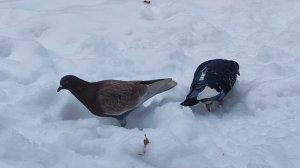 Голуби в парке. Пернатое трио. Голуби и снег. Жизнь птиц. Курлык-курлык. Января 2026