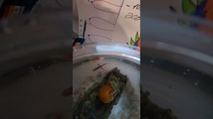 Обзор на рыбок 2 часть