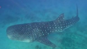 Китовая акула