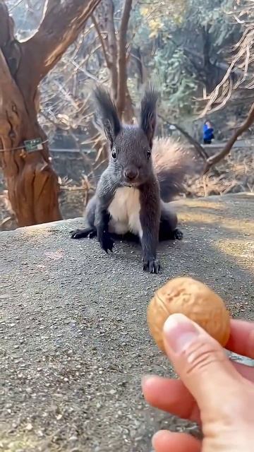 #белочка #покормил #милоеживотное #подгон #rutube смотреть онлайн