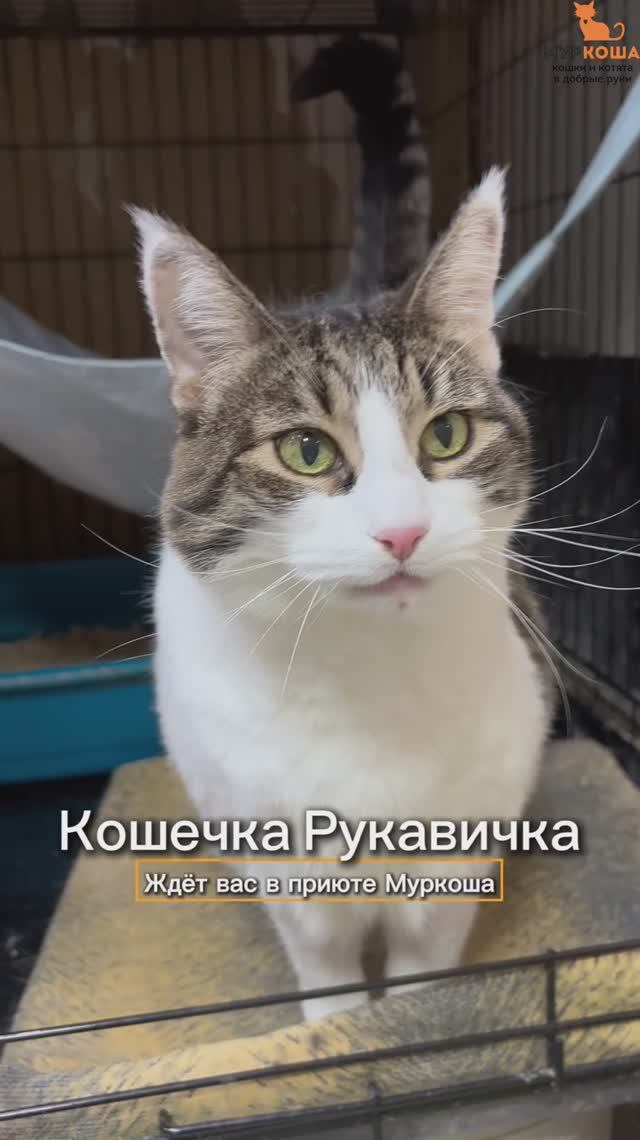 Рукавичка ждёт вас в приюте #Муркоша смотреть онлайн