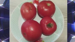 Детерминантные сорта томатов. Новинки сезона 2025 года