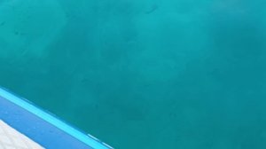 Коралловый риф с сапборда, Камаду, Мальдивы (Coral reef from sup-board, Kamadhoo, Maldives)