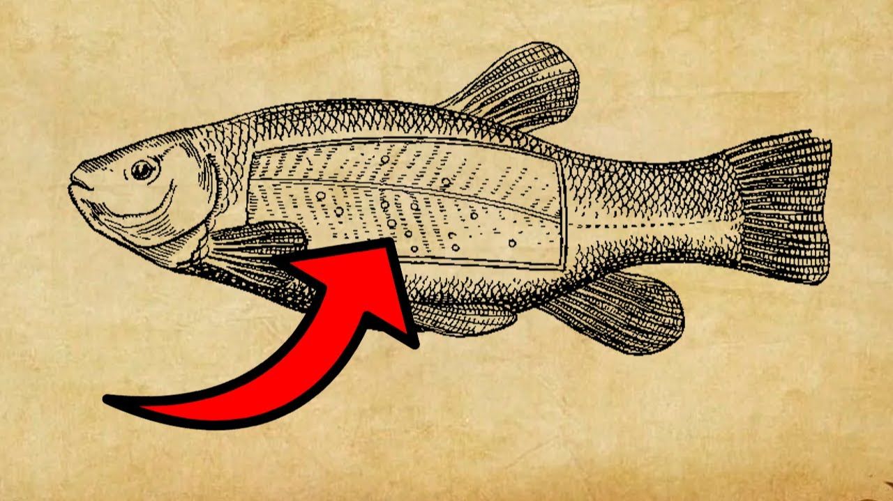 НИКОГДА НЕ ЕШЬТЕ ЭТУ РЫБУ! Улов, который может отправить вас в больницу смотреть онлайн