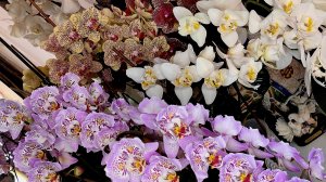 Добиваюсь шикарного цветения орхидеи