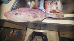 №8 Рождественская рыбалка.