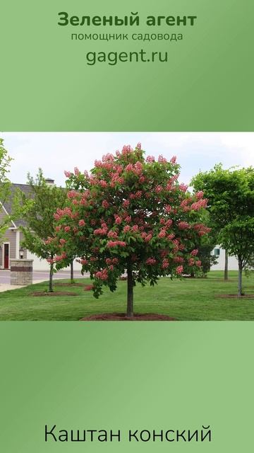 Каштан конский — Зеленый Агент