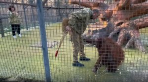 Как орангутана Дану уговаривали домой зайти. Звездочка с характером! Нужен особый подход!