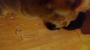 мой кот ест оладушки, что делать?