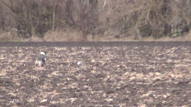 Охота на зайца с собаками сезон 2025-2026г (34 часть)