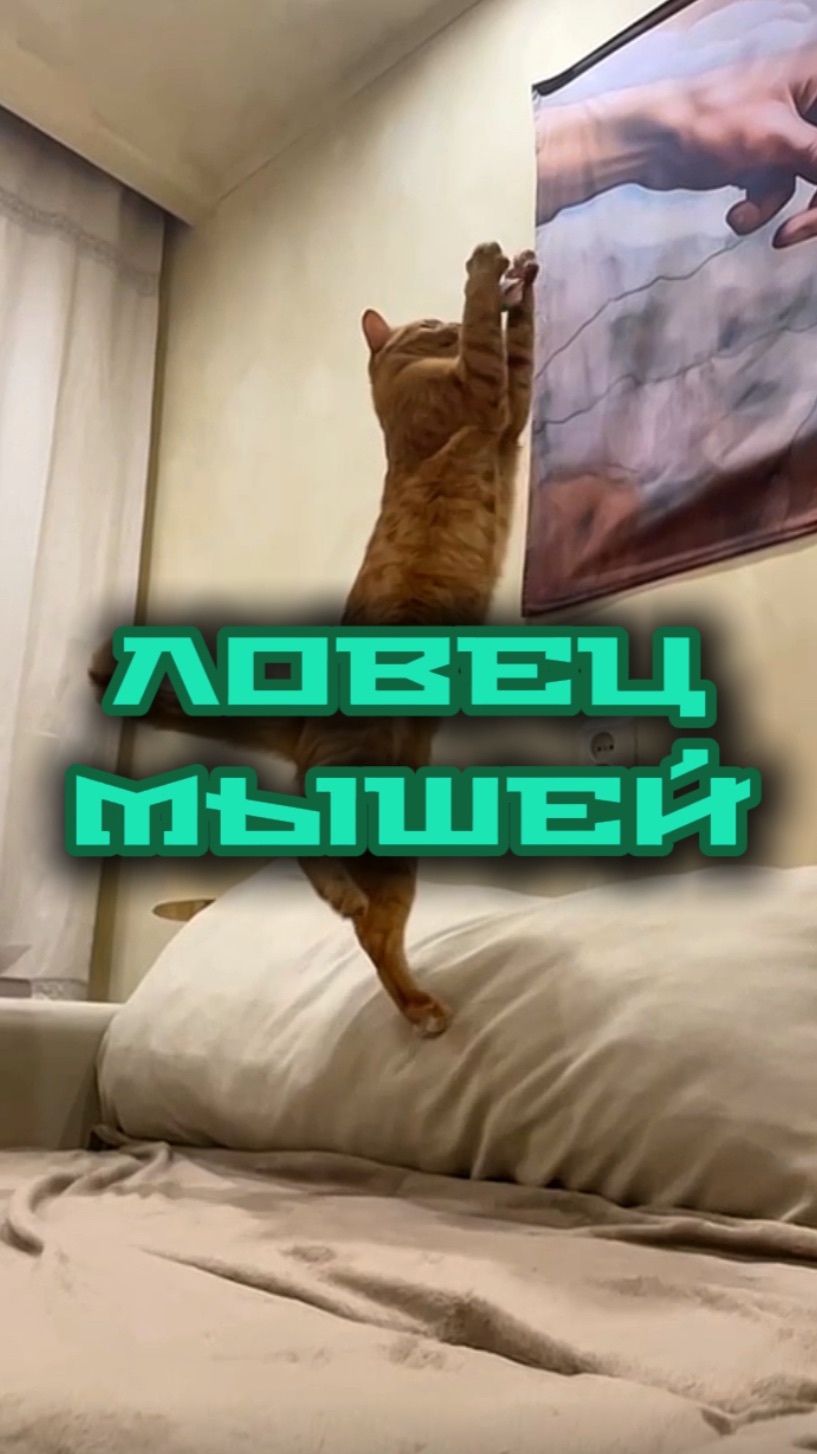 Ловец мышей 😺👌 смотреть онлайн
