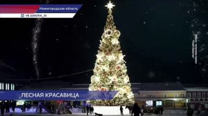 Ёлки Нижегородской области претендуют на звание лучших