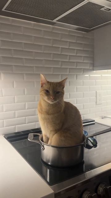 А потом — суп с котом!