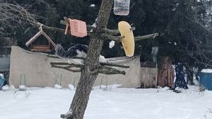 Живу с дворянинами.