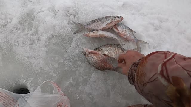 СНЯЛИ ОГРАНИЧЕНИЕ .Открытие Зимней Рыбалки - 2026 .ОЗЕРО - СВЕТЛОЕ .Присутствует подводная съёмка. смотреть онлайн