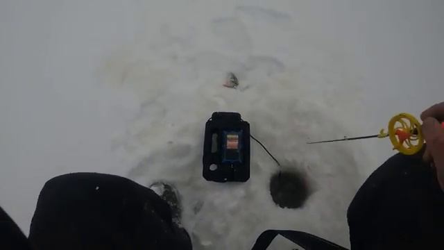 Секрет зимнего окуня раскрыт. Рыбалка в глухозимье на таежных озерах Сибири.