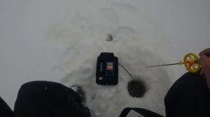 Секрет зимнего окуня раскрыт. Рыбалка в глухозимье на таежных озерах Сибири.