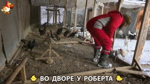 Содержание кур в домашних условиях и других птиц во дворе у Роберта 🐣🐤🦆🐔🪿🦃 (390)