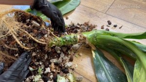 Пересадка КРУПНОМЕРА Подбор грунта и кашпо Диффенбахия Еллоу вар Dieffenbachia Yellow var