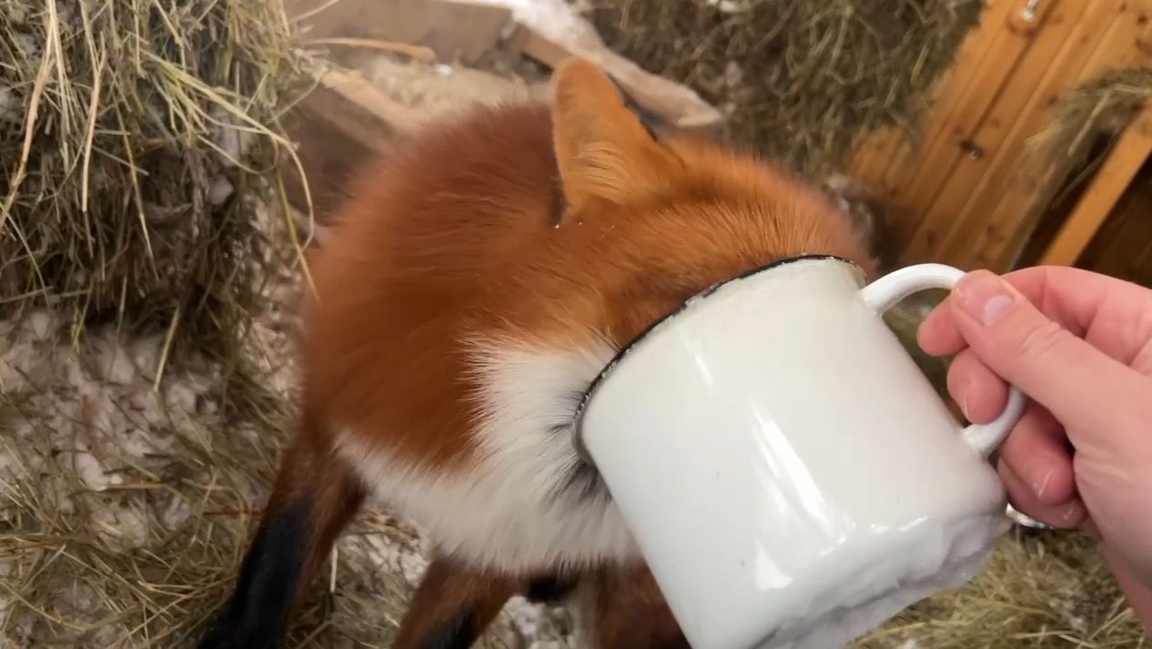 Лиса-Алиса. Лиса Игниса очень заинтересовало содержимое кружки смотреть онлайн