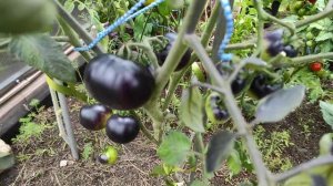 46-ДАЧА. 29.07.-01.08.21.в гостях у Светланы. Ежевика огонь..Дыня два✌огня🤣2 часть