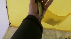 Рыбалка на Верх - Исетском пруду. Первый СУДАК сезона на озере Надежды..