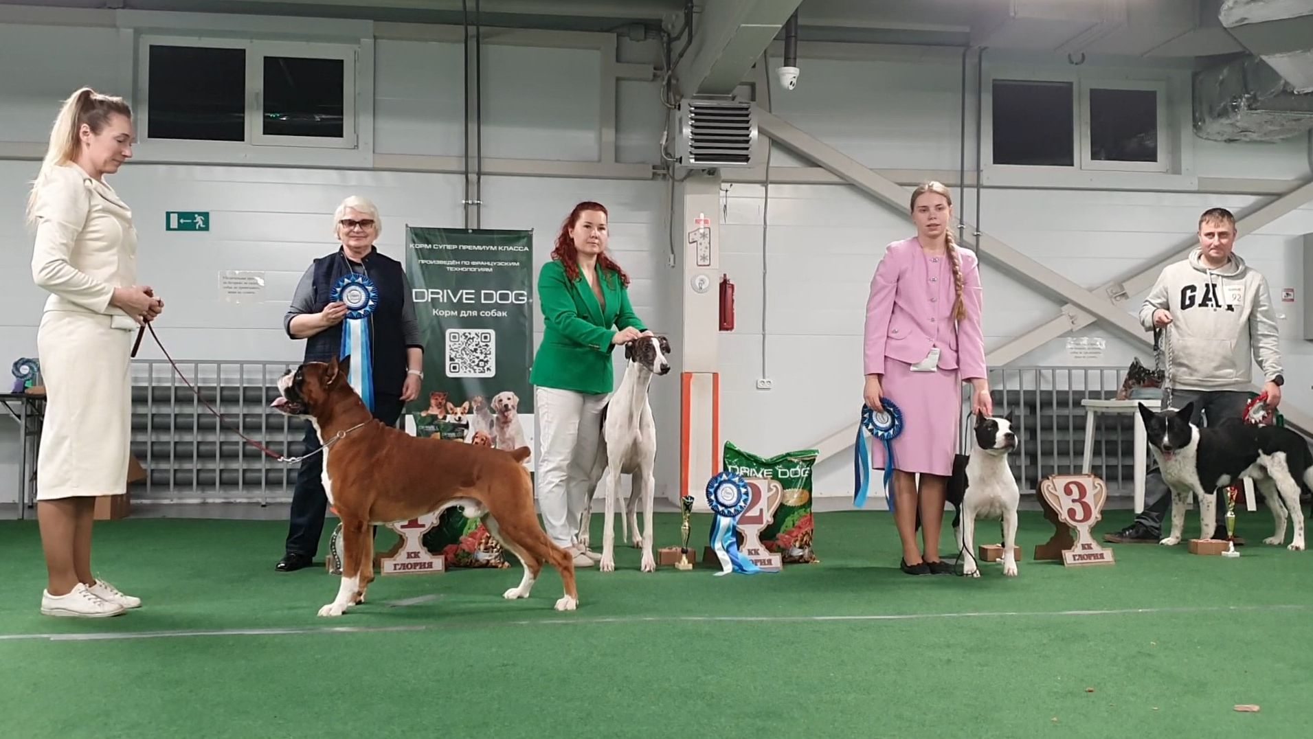 27.12.2025,СПб. Клуб "Глория-1" (РКФ,РФОС). Выставка собак всех пород "СТАТУС РИНГ ЗИМА" (САС, ЧРКФ) смотреть онлайн