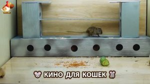 Видео для кошек про крысок развлекать питомцев 🐭🐀😂 (426)