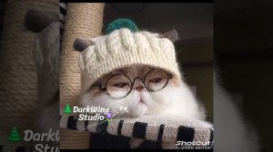 —☕️Котики:3 #Милота🌲🪻