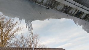 Делаю запасы сала.Пихта для Лёхи.