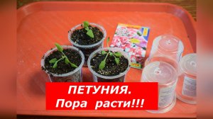 Мастер-класс по первой перевалке петунии.