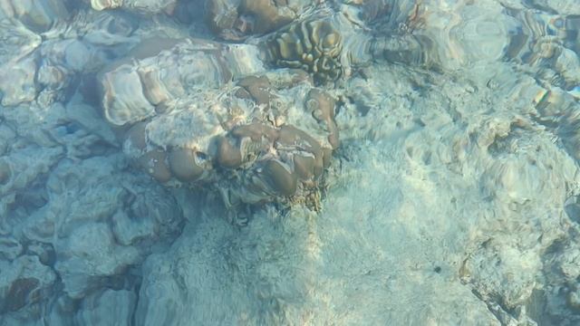 Коралловый риф с сапборда, Камаду, Мальдивы (Coral reef from sup-board, Kamadhoo, Maldives)