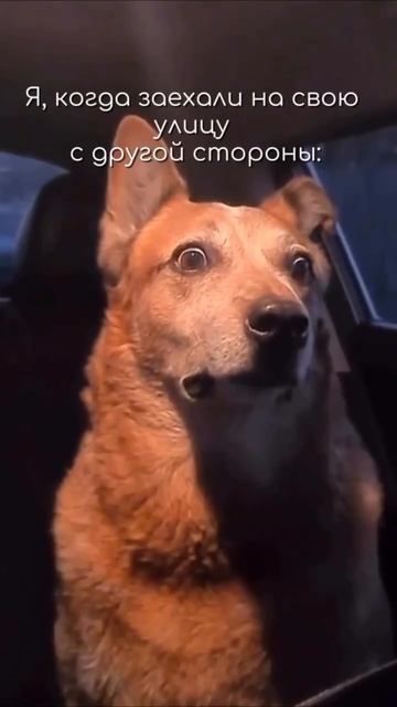 Эти двое есть в каждой семье😂 смотреть онлайн